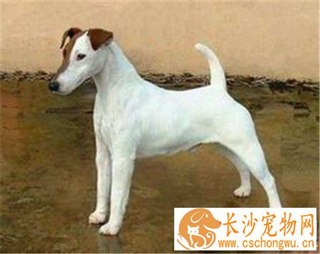 刚毛猎狐梗怎么养 切记不能给狗狗喝牛奶