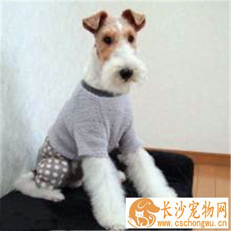 刚毛猎狐梗怎么养 切记不能给狗狗喝牛奶