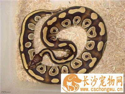 球蟒的饲养方法 球蟒最适宜的温度在25到30度