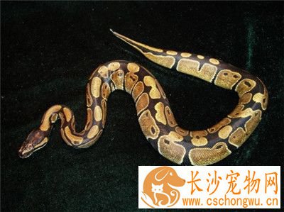 球蟒的饲养方法 球蟒最适宜的温度在25到30度