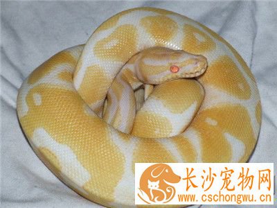球蟒的饲养方法 球蟒最适宜的温度在25到30度
