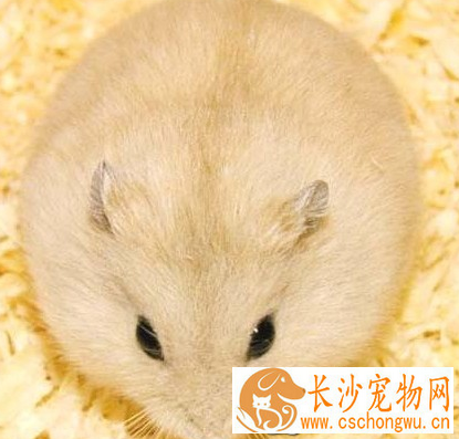 布丁仓鼠怎么养 牙长得很快要定期更换磨牙石