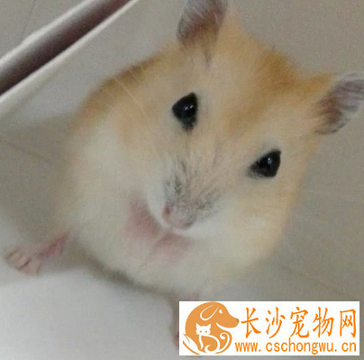 布丁仓鼠怎么养 牙长得很快要定期更换磨牙石