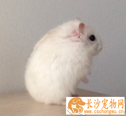 布丁仓鼠怎么养 牙长得很快要定期更换磨牙石