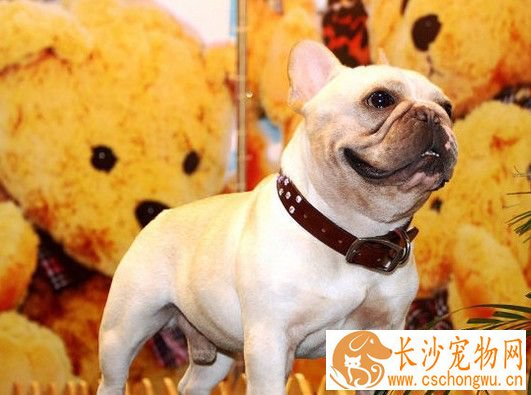 法国斗牛犬怎么养 每天的饲料中需含肉类200克