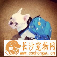 法国斗牛犬怎么养 每天的饲料中需含肉类200克