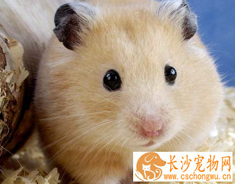 布丁仓鼠饲养 布丁仓鼠要喝凉的开水