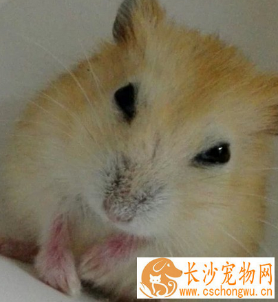 布丁仓鼠饲养 布丁仓鼠要喝凉的开水