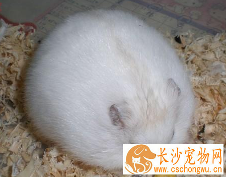 布丁仓鼠饲养 布丁仓鼠要喝凉的开水