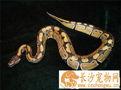如何饲养球蟒 摄食行为结束后2小时要给水