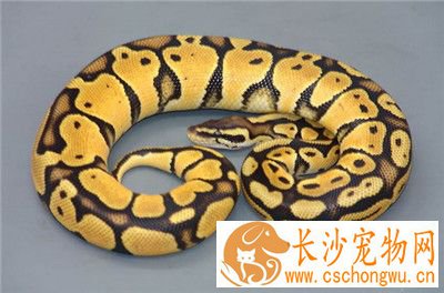 如何饲养球蟒 摄食行为结束后2小时要给水