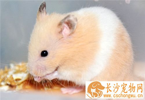 金丝熊饲养 一般喂食金丝熊专用的鼠粮