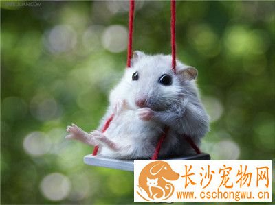 三线仓鼠好养吗 尽量不要使用含有香味的木屑