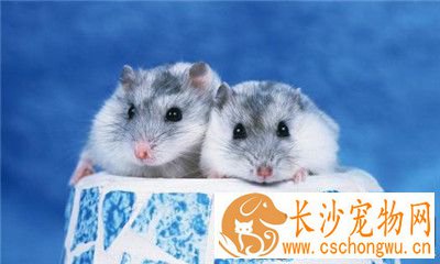 三线仓鼠好养吗 尽量不要使用含有香味的木屑