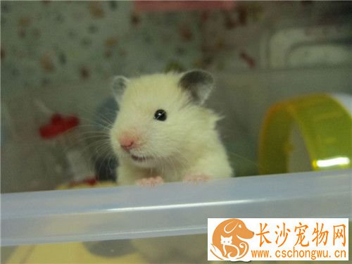 金丝熊喂养 不能给予过多的葵瓜子或高热量食品