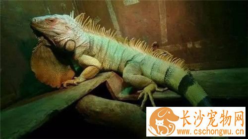 如何驯养绿鬣蜥 喂食的最好时间是9点到11点