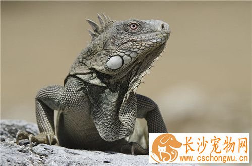 如何驯养绿鬣蜥 喂食的最好时间是9点到11点