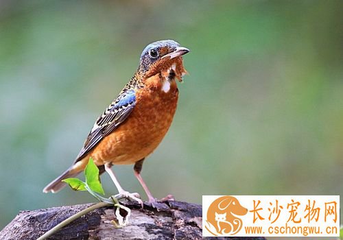 白喉矶鸫饲养 白喉矶鸫每天一定喂一次软料