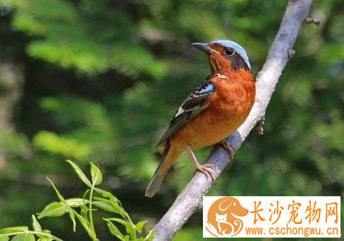 白喉矶鸫饲养 白喉矶鸫每天一定喂一次软料