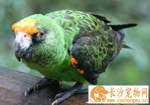 贾丁氏鹦鹉吃什么 喜欢吃昆虫橄栏棕榈核果