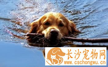 金毛寻回犬喂养 要在固定的时间给予优质的狗食