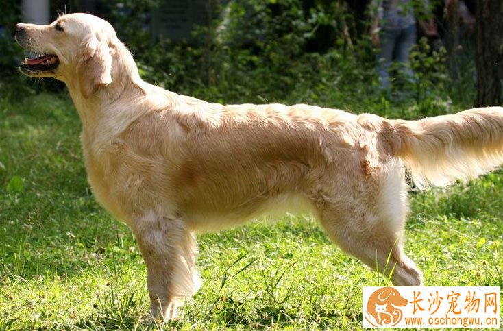 金毛寻回犬喂养 要在固定的时间给予优质的狗食