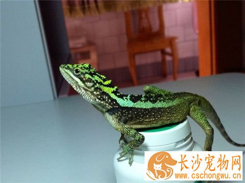 丽纹龙蜥饲养 主要以蟋蟀面包虫大麦虫和蟑螂为食