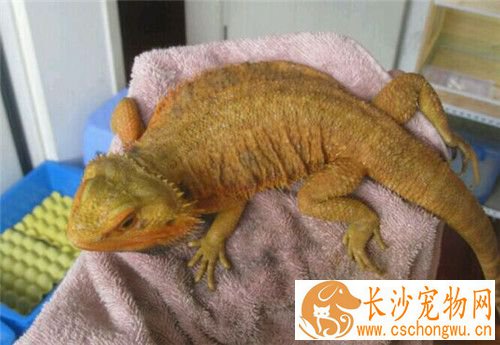 鬃狮蜥可以和谁混养 可以跟素食种类的蜥蜴混养