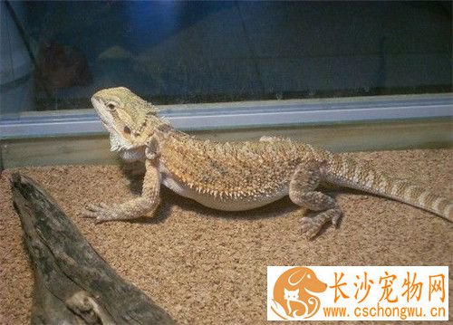 鬃狮蜥可以和谁混养 可以跟素食种类的蜥蜴混养