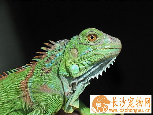 绿鬣蜥饲养方法 最好能在箱中提供树枝