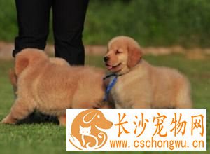 金毛寻回犬的饲养 不能让它分享人类的饮食