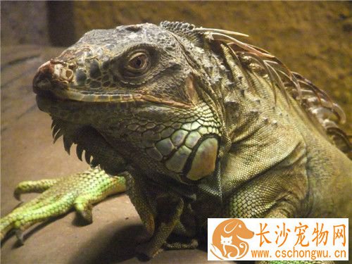 绿鬣蜥饲养方法 最好能在箱中提供树枝
