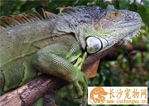 绿鬣蜥饲养方法 最好能在箱中提供树枝