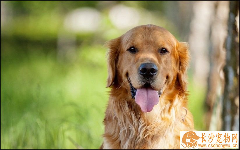 金毛寻回犬的喂养 金毛最好一天分三次喂食
