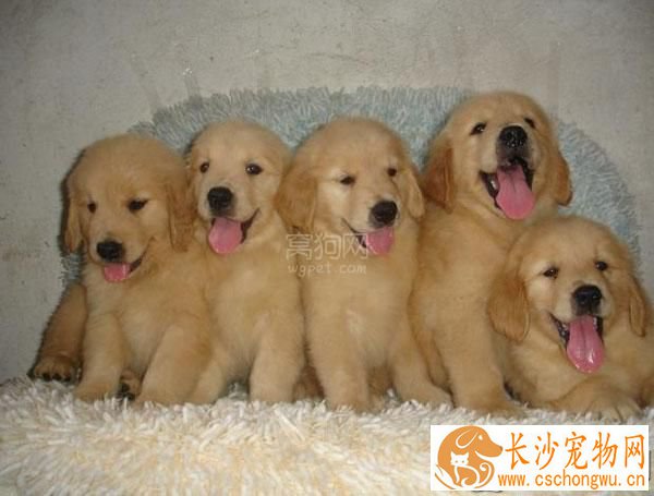 金毛寻回犬的喂养 金毛最好一天分三次喂食