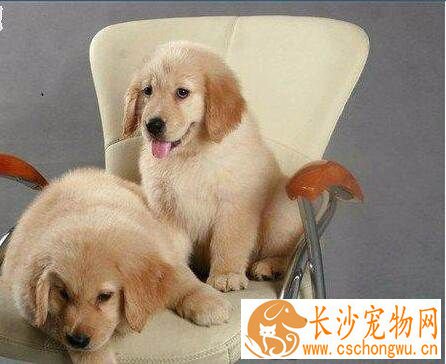 金毛寻回犬的饲养 不能让它分享人类的饮食