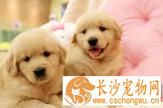 金毛寻回犬的饲养 不能让它分享人类的饮食