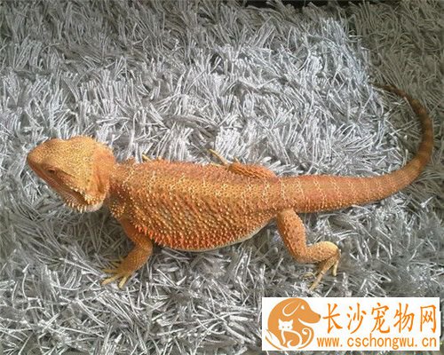 鬃狮蜥蜴饲养 喂食间隔可以延长到每两天喂一次