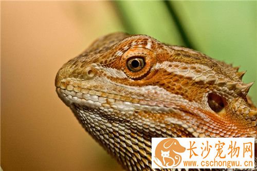 鬃狮蜥蜴饲养 喂食间隔可以延长到每两天喂一次