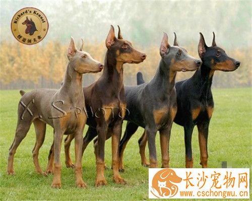 杜宾犬打架厉害吗 是比较凶猛好战的一类狗