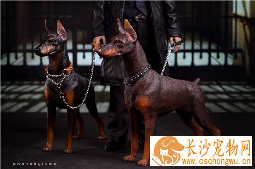 杜宾犬打架厉害吗 是比较凶猛好战的一类狗