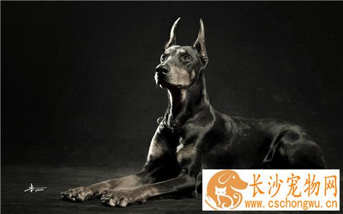 杜宾犬打架厉害吗 是比较凶猛好战的一类狗