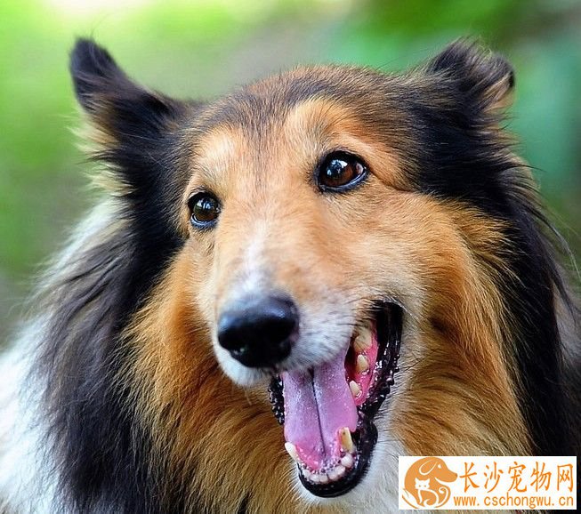 苏格兰牧羊犬跑的快吗 苏牧可以每小时四十公里