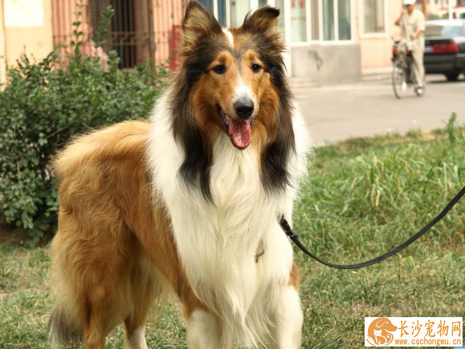 苏格兰牧羊犬跑的快吗 苏牧可以每小时四十公里