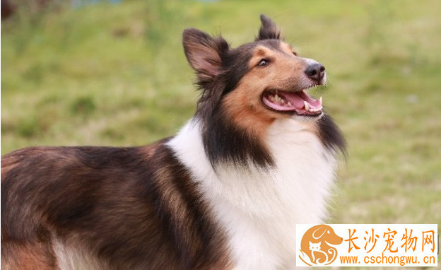 苏格兰牧羊犬跑的快吗 苏牧可以每小时四十公里