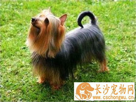 丝毛梗能吃鱼吗 鱼也是肉食可以给丝毛梗吃