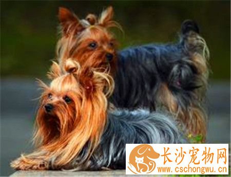 丝毛梗比约克夏便宜吗 约克夏要比丝毛梗贵一些