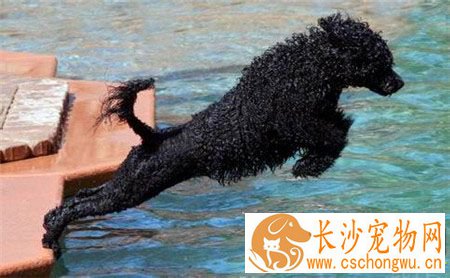 葡萄牙水犬是贵宾吗 这是两种不同类型的狗狗