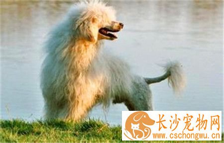 葡萄牙水犬是贵宾吗 这是两种不同类型的狗狗