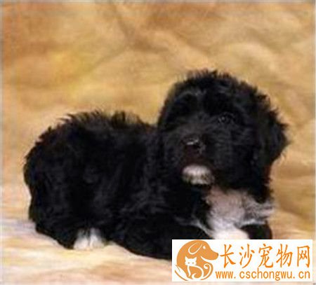 葡萄牙水犬是贵宾吗 这是两种不同类型的狗狗